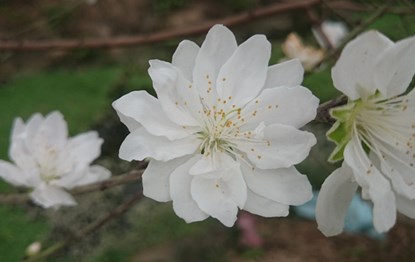 Bạch[-]đào[-]quý[-]hiếm[-]hồi[-]sinh